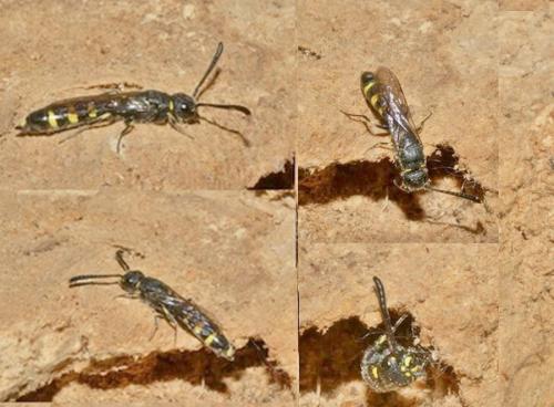 Réf. 326 947 : Monosapyga clavicornis